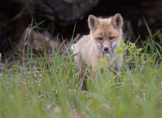 A fox kit in the grass