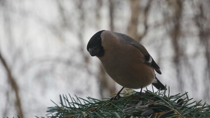 A female bullfinche on a blue spruce branch.