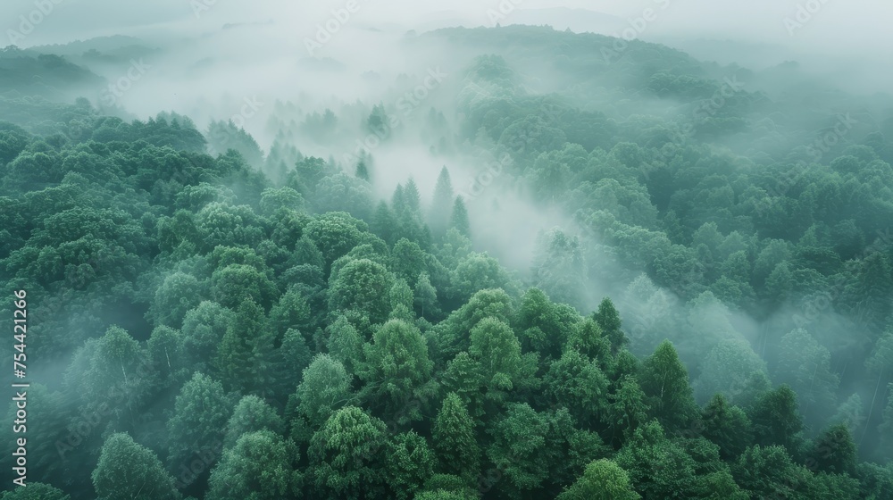 Wall mural An early morning drone capture of a fog-covered forest - Wall murals