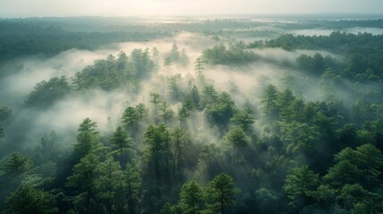 Obraz premium An early morning drone capture of a fog-covered forest