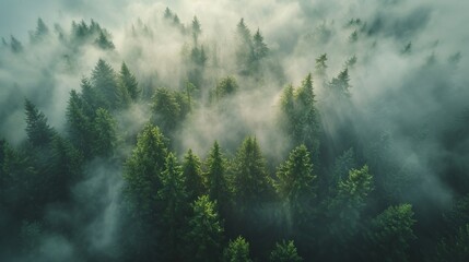 An early morning drone capture of a fog-covered forest