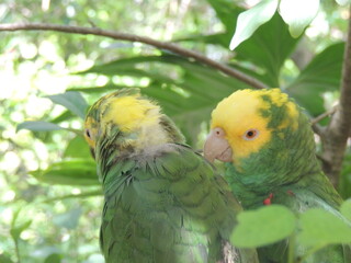Colorful Double Yellow-Headed Amazon Parrot Couple: Zoomed Headshot with Leafy Branch Background - Tropical Wildlife Photography