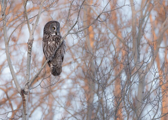 A great gray owl in the forest near sunset