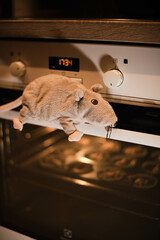An adorable toy rat eagerly awaits on the stove for a pie to be ready, adding a whimsical charm to kitchen scenes