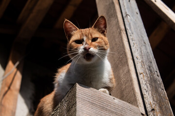 a cat looking out from a large open roof beam of an old building