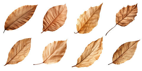 Collection of Natural of Tropical brown dry leaves in autumn season isolated on transparent png background, varies different of plant botanical. - obrazy, fototapety, plakaty