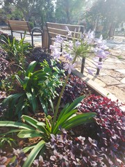 lavender in the garden