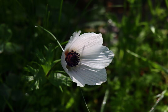 white anemon flowers