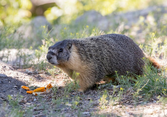 A Yellow-bellied Marmot. Taken near Kamloops, British Columbia, Canada