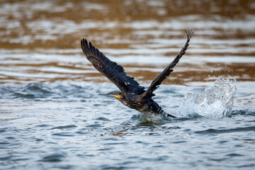 A Cormorant in the wild	