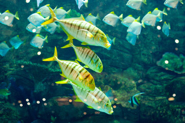 Gnathanodon speciosus black stripes yellow fish