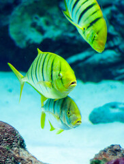 Gnathanodon speciosus black stripes yellow fish