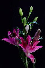 Naklejka premium lily on black