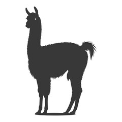 Fototapeta premium Silhouette llama animal black color only full body
