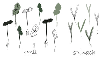 Naklejka premium basil and spinach Sprouts, microgreens vector hand drawn illustration. Contour and green plant. Set for design menu, logo, packaging of proper nutrition, microelements, healthy lifestyle.