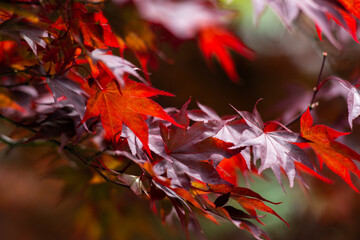 Red leaves of liquidambar styraciflua. Autumn colors. Tree branch in sunny weather. Blurred background. Rest. Calm.