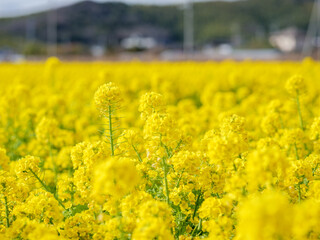 満開の菜の花畑