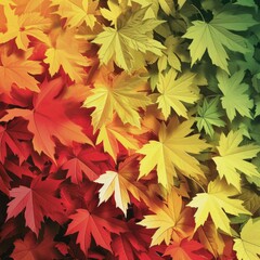 Naklejka na ściany i meble autumn maple leaves foliage background gradient from green to yellow and red