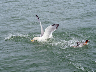 水辺で鴨の餌を奪うカモメ
