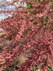 Scenic tiny pink flowers up close creating an amazing wallpaper