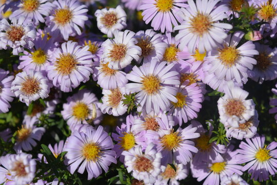 Beautiful, bright autumn blooming, delicate purple flowers of September or aster on a background of green leaves.