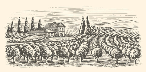 Rows of vineyard grape plants and winery farmhouse. Hand drawn landscape, vine plantation sketch vintage vector illustration