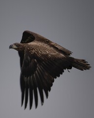 eagle in flight
