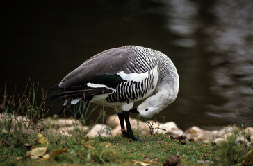 Ouette de Magellan, oie de Magellan, .Chloephaga picta, Upland Goose, Iles Falkland, Malouines