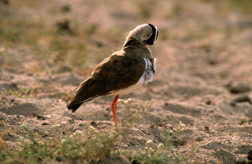 Vanneau couronné,.Vanellus coronatus, Crowned Lapwing, Afrique du Sud