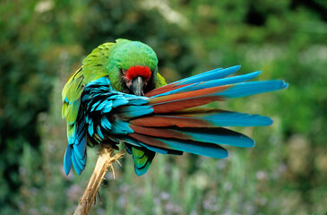 Ara de Buffon,.Ara ambiguus, Great Green Macaw