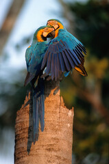 Ara bleu, nid,.Ara ararauna, Blue and yellow Macaw, Amazonie, Tambopata, Perou © JAG IMAGES