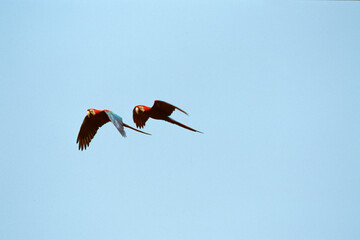 Ara rouge,.Ara macao, Scarlet Macaw, Réserve de Tambopata, Amazonie, Perou
