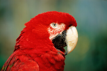 Ara rouge,.Ara macao, Scarlet Macaw, Réserve de Tambopata, Amazonie, Perou