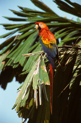 Ara rouge,.Ara macao, Scarlet Macaw, Réserve de Tambopata, Amazonie, Perou