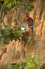 Ara chloroptère,.Ara chloropterus , Red and green Macaw, colpa, Réserve de Tambopata, Amazonie, Pérou © JAG IMAGES