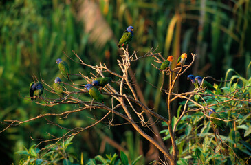 Caïque à ventre blanc , Maïpouri à ventre blanc,.Pionites leucogaster, White bellied Parrot, Pione à tête bleue,.Pionus menstruus, Blue headed Parrot, Réserve de Tambopata, Amazonie, Perou © JAG IMAGES