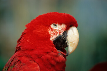 Ara rouge,.Ara macao, Scarlet Macaw, Réserve de Tambopata, Amazonie, Perou