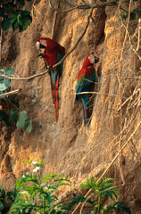 Ara chloroptère,.Ara chloropterus , Red and green Macaw, colpa, Réserve de Tambopata, Amazonie, Pérou © JAG IMAGES