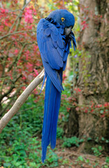 Ara hyacinthe,.Anodorhynchus hyacinthinus, Hyacinth Macaw © JAG IMAGES