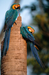 Ara bleu, nid,.Ara ararauna, Blue and yellow Macaw, Amazonie, Tambopata, Perou © JAG IMAGES