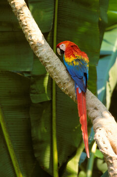 Ara rouge,.Ara macao, Scarlet Macaw, R&eacute;serve de Tambopata, Amazonie, Perou