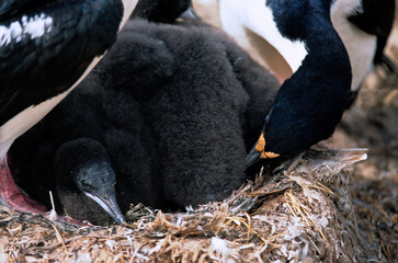 Cormoran impérial,.Leucocarbo atriceps , Imperial Shag,  Iles Falkland, Malouin