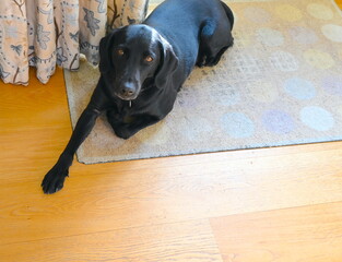 Black labrador dog with clever eyes at home.