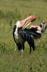 Marabout d'Afrique, Leptoptilos crumenifer, Marabou Stork,Afrique