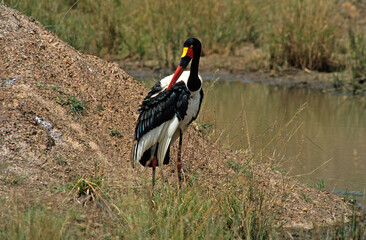 Jabiru d'Afrique.Ephippiorhynchus senegalensis, Saddle billed Stork, Afrique du Sud