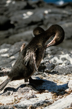 Cormoran apt&egrave;re,.Nannopterum harrisi, Flightless Cormorant,  Archipel des Galapagos, Equateur