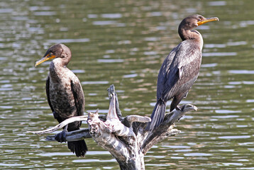 Two Double-Crested Cormorants Perched on Driftwood
