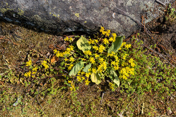 Different green grass in spring and summer