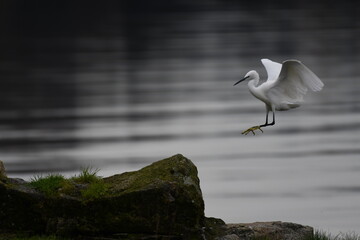 Garceta comun aterriza sobre posadero