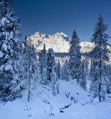 Italien, Südtirol, Alto Adige, Monte Cristallo, Schnee, Fichten